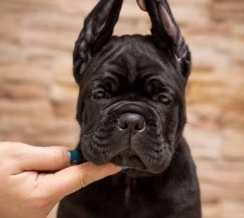 Кане Корсо – НОВО КОТИЛО Канекорсо, Ваксинирано - Да, Обезпаразитено - Да - град Извън България | Кучета - снимка 1
