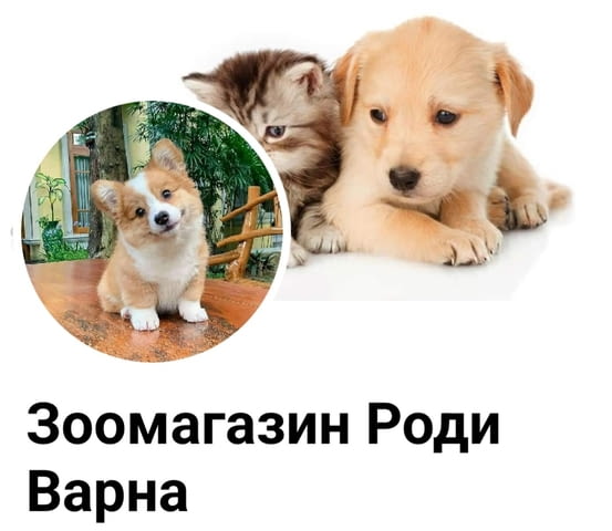 Зоомaгазин Роди Другa, 3 месеца, Ваксинирано - Да - град Варна | Кучета - снимка 1