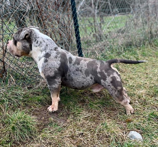 American Bully Pocket – мъжко и женско кученце за продажба, град Извън България - снимка 1