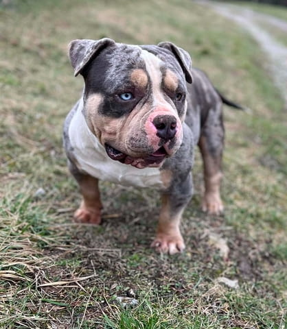 American Bully Pocket – мъжко и женско кученце за продажба, град Извън България - снимка 2