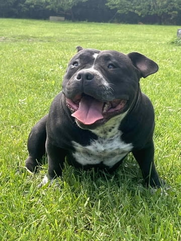 American Bully Pocket – мъжко и женско кученце за продажба, град Извън България - снимка 3