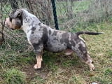 American Bully Pocket – мъжко и женско кученце за продажба
