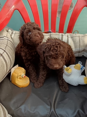 Прекрасни шоколадови Той Пудели (мъжки и женски) Toy Poodle, 3 Months, Vaccinated - Yes - city of Sofia | Dogs - снимка 2