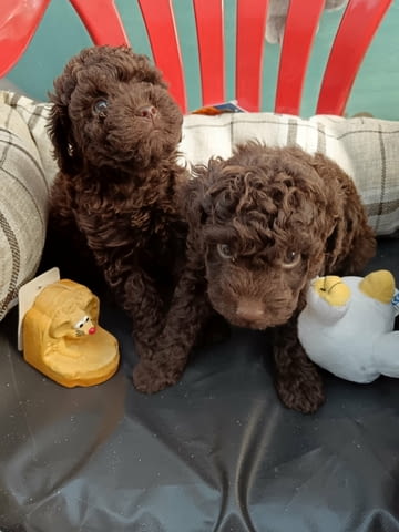 Прекрасни шоколадови Той Пудели (мъжки и женски) Toy Poodle, 3 Months, Vaccinated - Yes - city of Sofia | Dogs - снимка 3