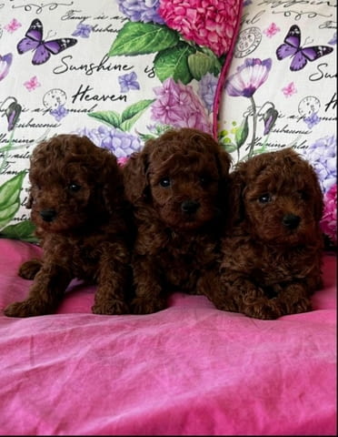 Прекрасни шоколадови Той Пудели (мъжки и женски) Toy Poodle, 3 Months, Vaccinated - Yes - city of Sofia | Dogs - снимка 4