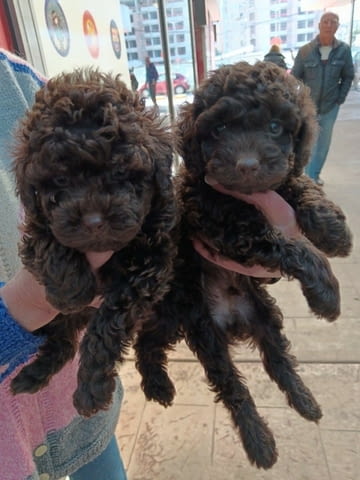 Прекрасни шоколадови Той Пудели (мъжки и женски) Toy Poodle, 3 Months, Vaccinated - Yes - city of Sofia | Dogs - снимка 5