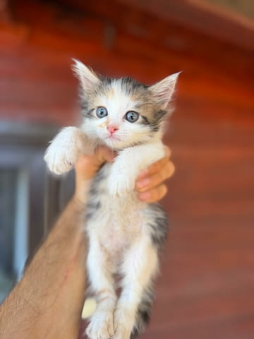 Ангорско Коте с Доставка до Вас! Домашни Дългокосмести Котенца с Хигиенни Навици - снимка 1