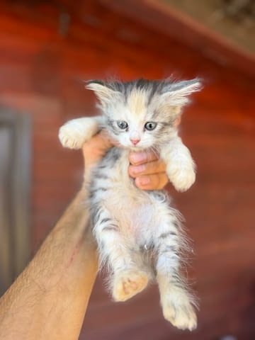 Ангорско Коте с Доставка до Вас! Домашни Дългокосмести Котенца с Хигиенни Навици - снимка 2