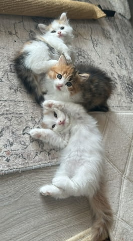 Ангорско Коте с Доставка до Вас! Домашни Дългокосмести Котенца с Хигиенни Навици - снимка 7