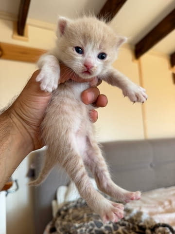 Ангорско Коте с Доставка до Вас! Домашни Дългокосмести Котенца с Хигиенни Навици - снимка 12