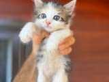Ангорско Коте с Доставка до Вас! Домашни Дългокосмести Котенца с Хигиенни Навици