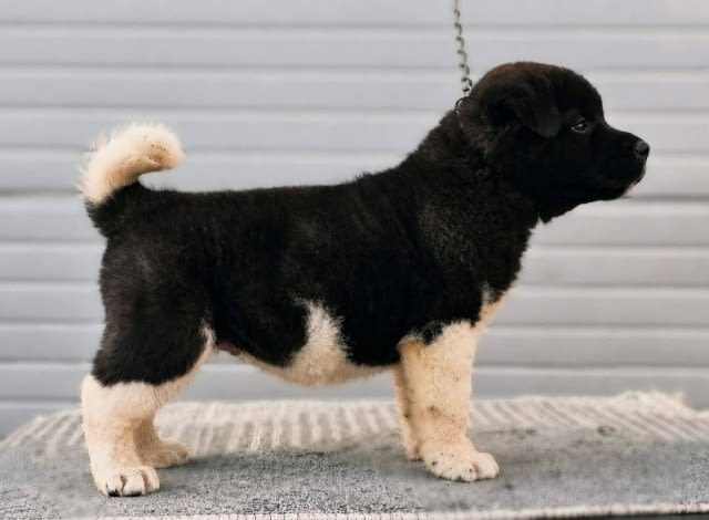 Американска Акита, ТОП кученца Akita, Vaccinated - Yes, Dewormed - Yes - city of Sofia | Dogs - снимка 4