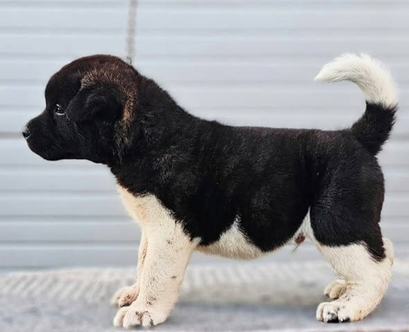 Американска Акита, ТОП кученца Akita, Vaccinated - Yes, Dewormed - Yes - city of Sofia | Dogs - снимка 5