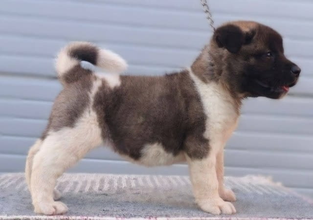 Американска Акита, ТОП кученца Akita, Vaccinated - Yes, Dewormed - Yes - city of Sofia | Dogs - снимка 7