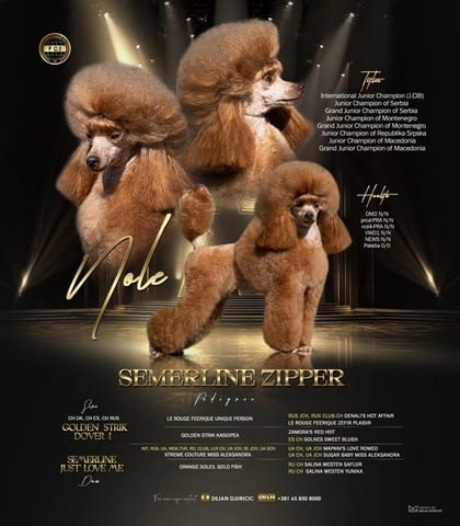 Той пудел – красиви кученца Toy Poodle, Vaccinated - Yes, Dewormed - Yes - city of Izvun Bulgaria | Dogs - снимка 1
