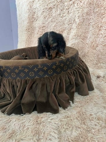 Дългокосмести джудже дакели с цвят мерл Soft Dachshund, 2 Months, Vaccinated - Yes - city of Izvun Bulgaria | Dogs - снимка 1