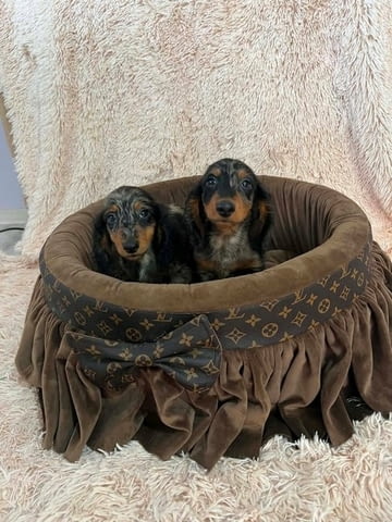 Дългокосмести джудже дакели с цвят мерл Soft Dachshund, 2 Months, Vaccinated - Yes - city of Izvun Bulgaria | Dogs - снимка 2