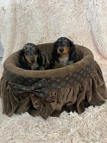 Дългокосмести джудже дакели с цвят мерл Soft Dachshund, 2 Months, Vaccinated - Yes - city of Izvun Bulgaria | Dogs - снимка 3