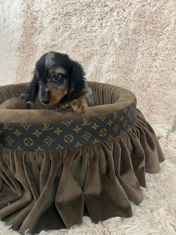 Дългокосмести джудже дакели с цвят мерл Soft Dachshund, 2 Months, Vaccinated - Yes - city of Izvun Bulgaria | Dogs - снимка 4