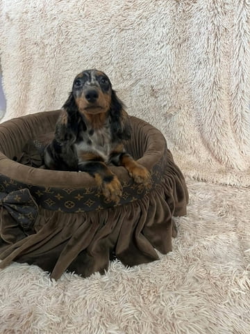 Дългокосмести джудже дакели с цвят мерл Soft Dachshund, 2 Months, Vaccinated - Yes - city of Izvun Bulgaria | Dogs - снимка 5