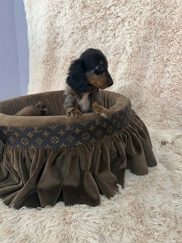 Дългокосмести джудже дакели с цвят мерл Soft Dachshund, 2 Months, Vaccinated - Yes - city of Izvun Bulgaria | Dogs - снимка 6