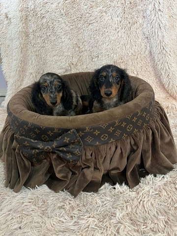 Дългокосмести джудже дакели с цвят мерл Soft Dachshund, 2 Months, Vaccinated - Yes - city of Izvun Bulgaria | Dogs - снимка 7