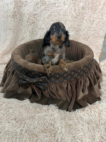 Дългокосмести джудже дакели с цвят мерл Soft Dachshund, 2 Months, Vaccinated - Yes - city of Izvun Bulgaria | Dogs - снимка 8