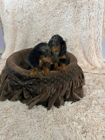 Дългокосмести джудже дакели с цвят мерл Soft Dachshund, 2 Months, Vaccinated - Yes - city of Izvun Bulgaria | Dogs - снимка 9