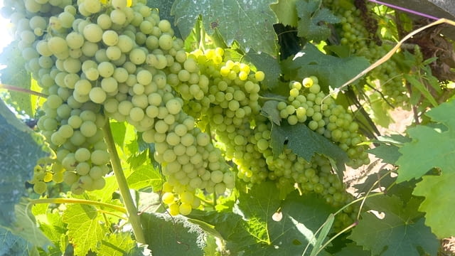 Продавам грозде - село Черноморец | Селско Стопанство - снимка 1