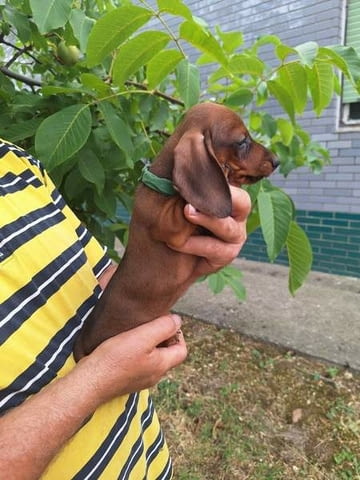Кученца джудже дакел с цвят бежов Soft Dachshund - city of Izvun Bulgaria | Dogs - снимка 1