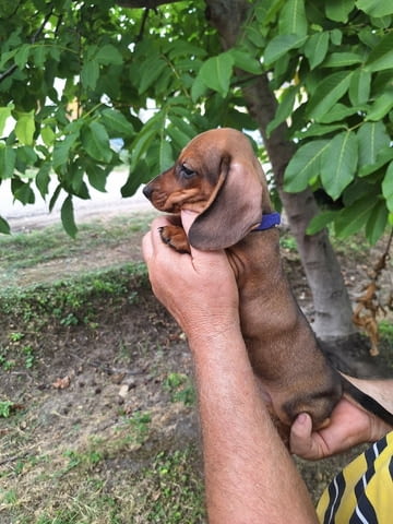 Кученца джудже дакел с цвят бежов Soft Dachshund - city of Izvun Bulgaria | Dogs - снимка 2
