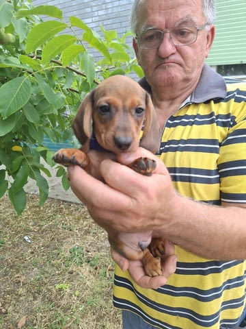 Кученца джудже дакел с цвят бежов Soft Dachshund - city of Izvun Bulgaria | Dogs - снимка 3