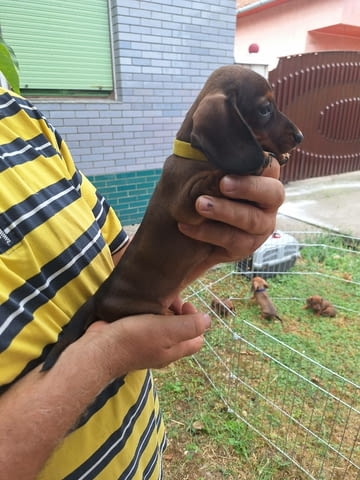 Кученца джудже дакел с цвят бежов Soft Dachshund - city of Izvun Bulgaria | Dogs - снимка 4