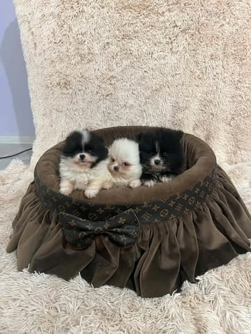 Померан, кученца от най-висок клас Pomeranian, 2 Months, Vaccinated - Yes - city of Izvun Bulgaria | Dogs - снимка 1