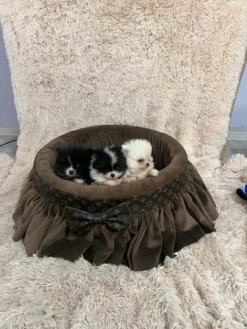 Померан, кученца от най-висок клас Pomeranian, 2 Months, Vaccinated - Yes - city of Izvun Bulgaria | Dogs - снимка 2