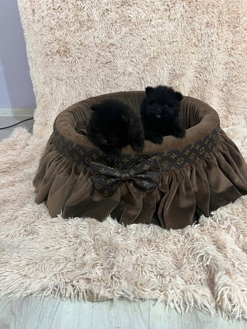 Померан, кученца от най-висок клас Pomeranian, 2 Months, Vaccinated - Yes - city of Izvun Bulgaria | Dogs - снимка 5