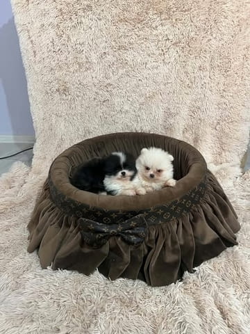 Померан, кученца от най-висок клас Pomeranian, 2 Months, Vaccinated - Yes - city of Izvun Bulgaria | Dogs - снимка 6