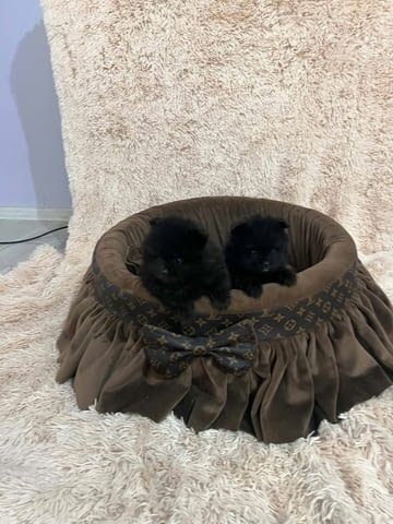 Померан, кученца от най-висок клас Pomeranian, 2 Months, Vaccinated - Yes - city of Izvun Bulgaria | Dogs - снимка 8