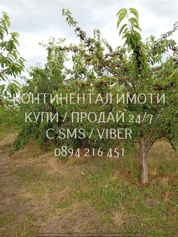 Код 70004. Плододаваща черешова градина 9500м2, разположена на стената на язовир с удобен достъп до - снимка 1