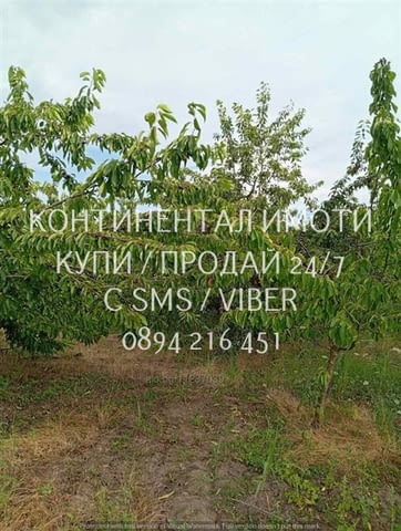 Код 70004. Плододаваща черешова градина 9500м2, разположена на стената на язовир с удобен достъп до - снимка 3