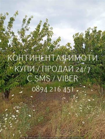 Код 70004. Плододаваща черешова градина 9500м2, разположена на стената на язовир с удобен достъп до - снимка 4