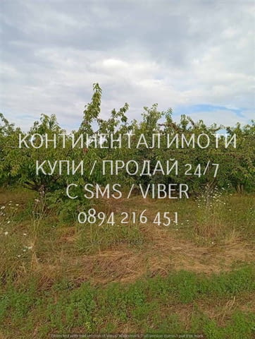Код 70004. Плододаваща черешова градина 9500м2, разположена на стената на язовир с удобен достъп до - снимка 5