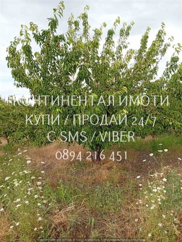 Код 70004. Плододаваща черешова градина 9500м2, разположена на стената на язовир с удобен достъп до - снимка 6