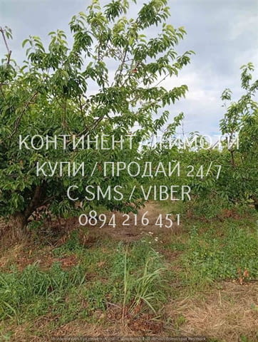 Код 70004. Плододаваща черешова градина 9500м2, разположена на стената на язовир с удобен достъп до - снимка 7