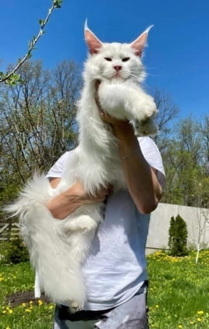 Котенца от породата Мейн Куун Maine-Coon, 2 Months, Vaccine - Yes - city of Izvun Bulgaria | Cats - снимка 1