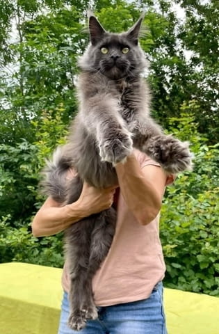 Котенца от породата Мейн Куун Maine-Coon, 2 Months, Vaccine - Yes - city of Izvun Bulgaria | Cats - снимка 2