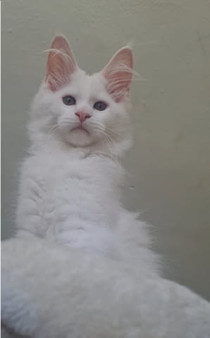 Котенца от породата Мейн Куун Maine-Coon, 2 Months, Vaccine - Yes - city of Izvun Bulgaria | Cats - снимка 3