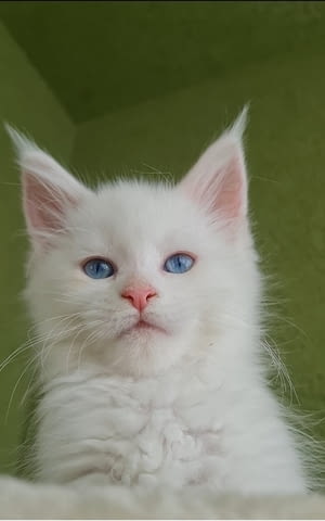 Котенца от породата Мейн Куун Maine-Coon, 2 Months, Vaccine - Yes - city of Izvun Bulgaria | Cats - снимка 4