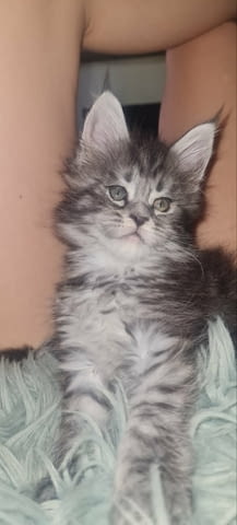 Котенца от породата Мейн Куун Maine-Coon, 2 Months, Vaccine - Yes - city of Izvun Bulgaria | Cats - снимка 5