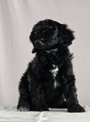 Португалско водно куче – красиви кученца Portuguese Water Dog, Vaccinated - Yes, For Breeding - Yes - city of Izvun Bulgaria | Dogs - снимка 2